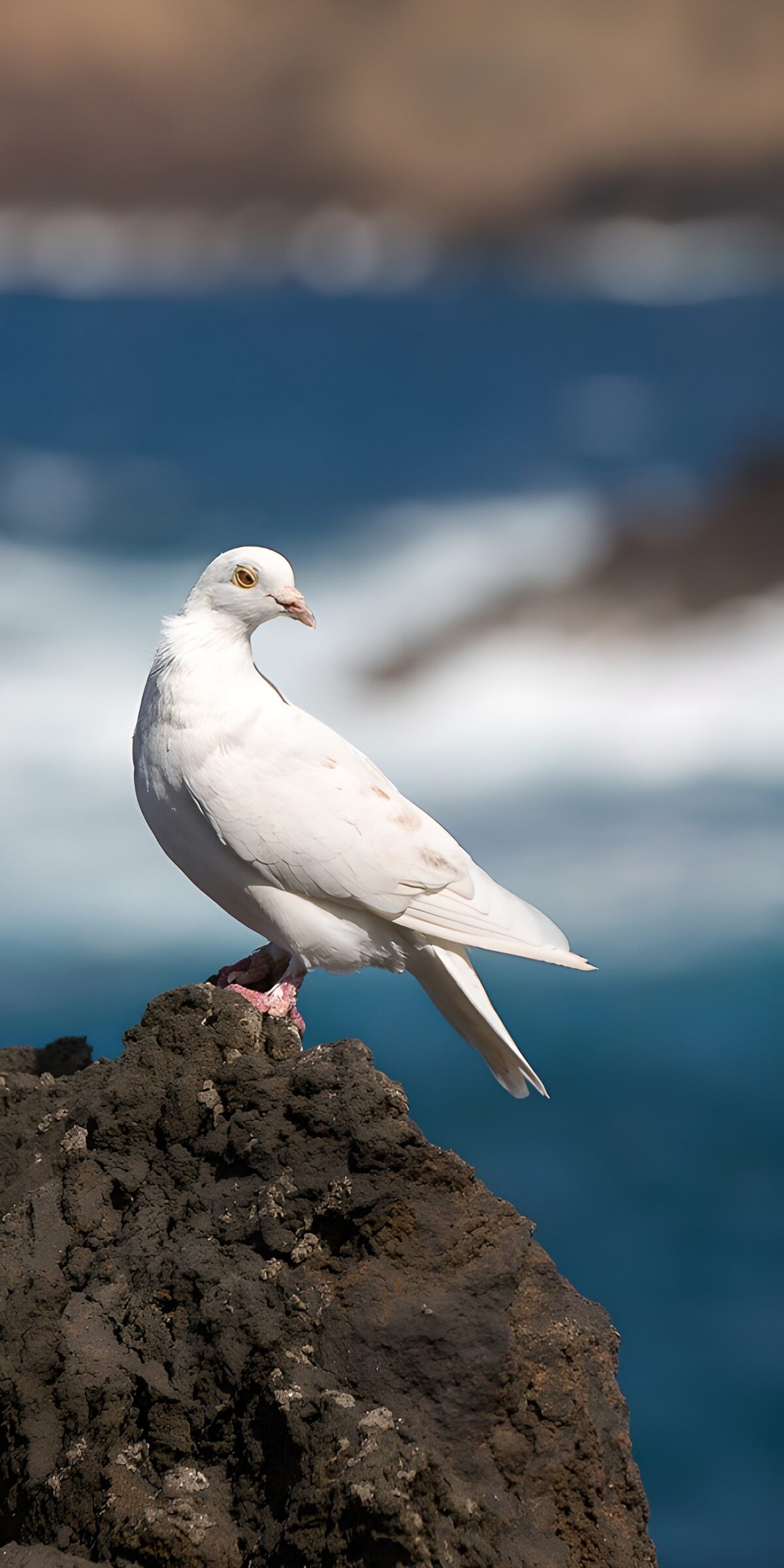 CW6591449: Witte duif op een rots