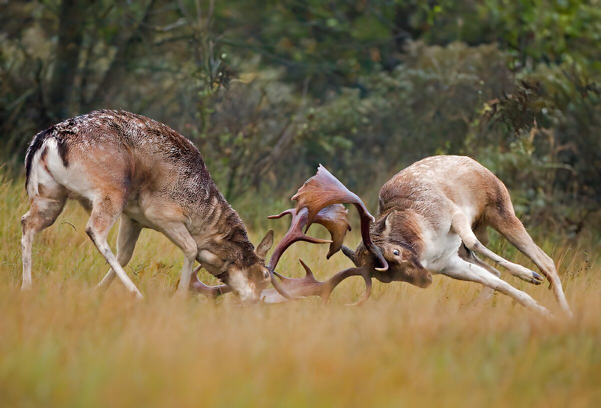 Gevecht tussen herten in de natuur