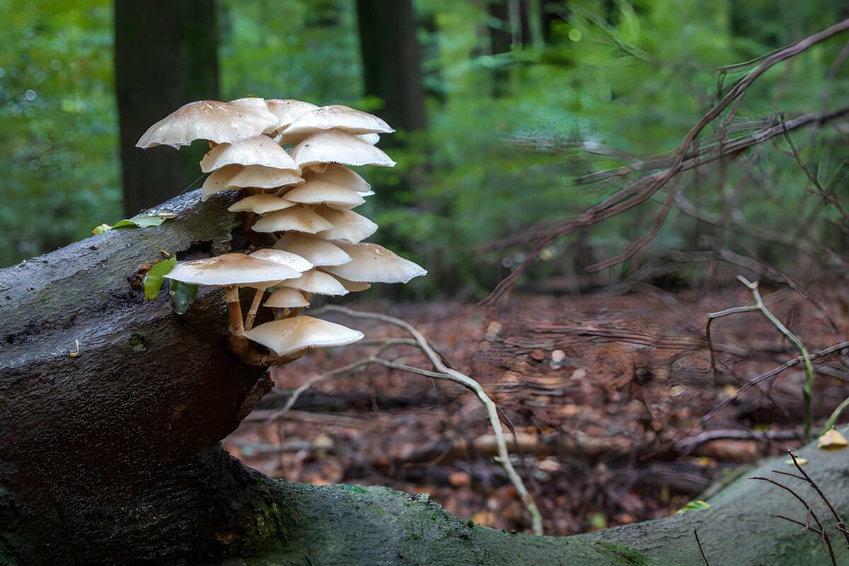 Paddestoelen op een omgevallen boom
