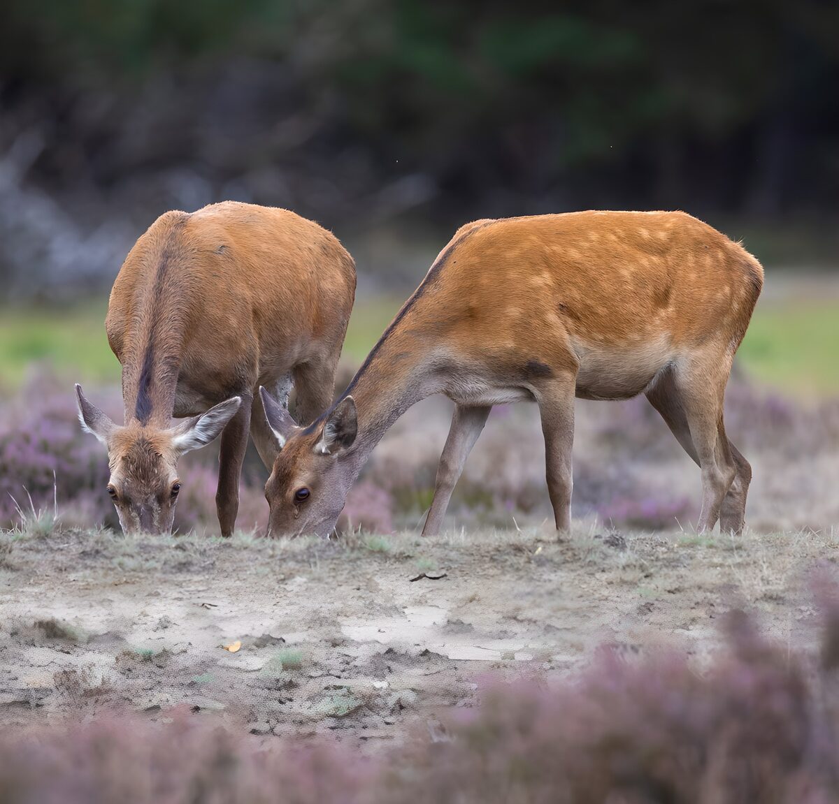 Grasmollige herten in de natuur