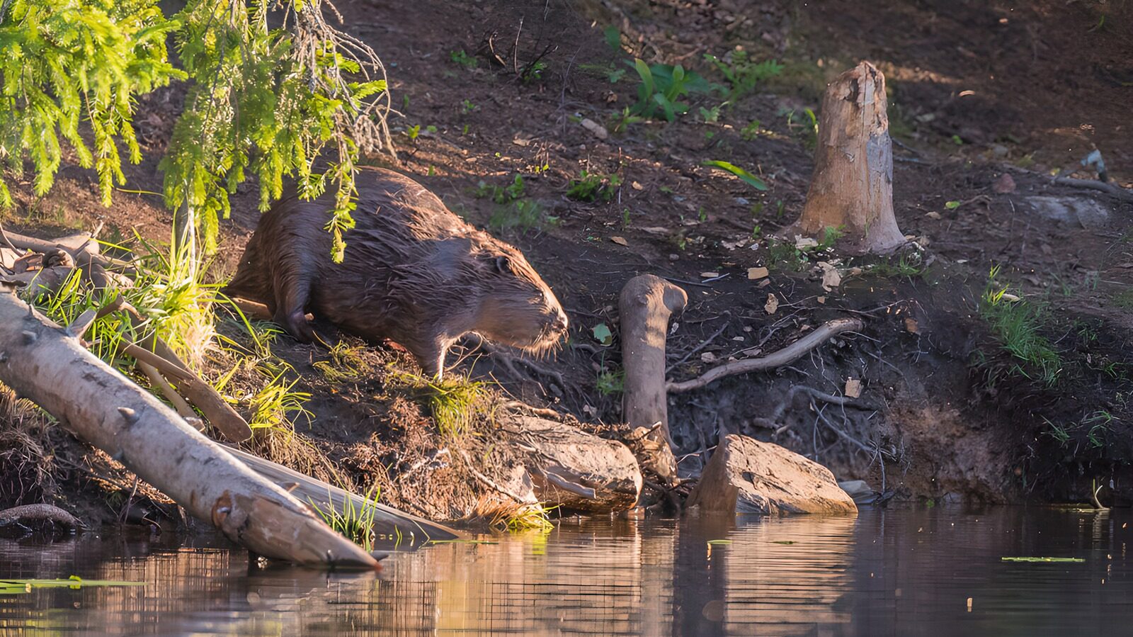 CW6576957: Bever aan de waterkant