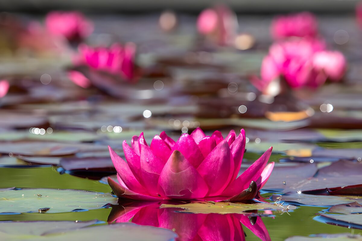 Prachtige roze waterlelies in volle bloei