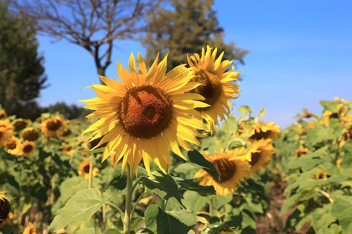 Zonnig zonnebloemveld in de zomer