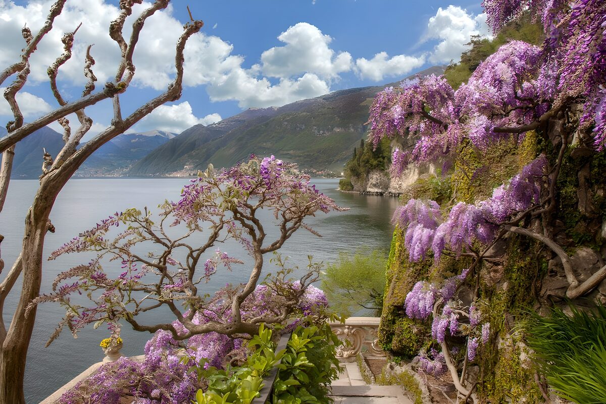 Prachtige paarse bloemen aan het meer
