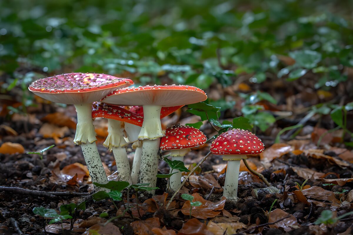 Vliegenzwammen in het bos