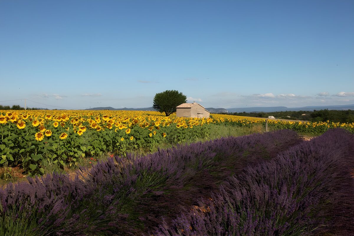 CW9300441: Zonnebloemen en lavendelvelden in de zomer