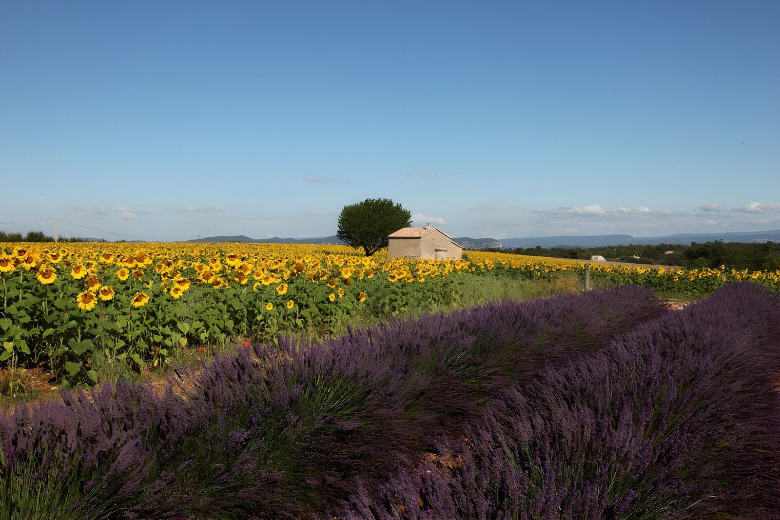 CW9300441: Zonnebloemen en lavendelvelden in de zomer
