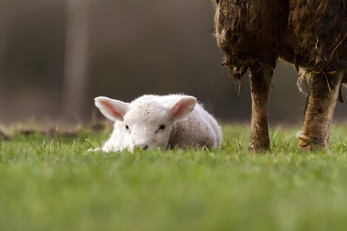 Pasgeboren lammetje rustend in het gras