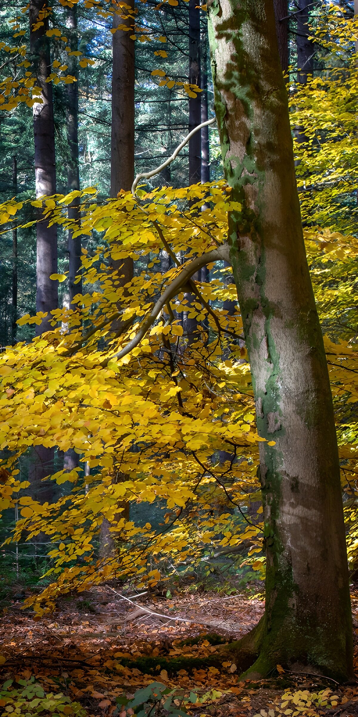 CW5957849: Herfstkleuren in het bos