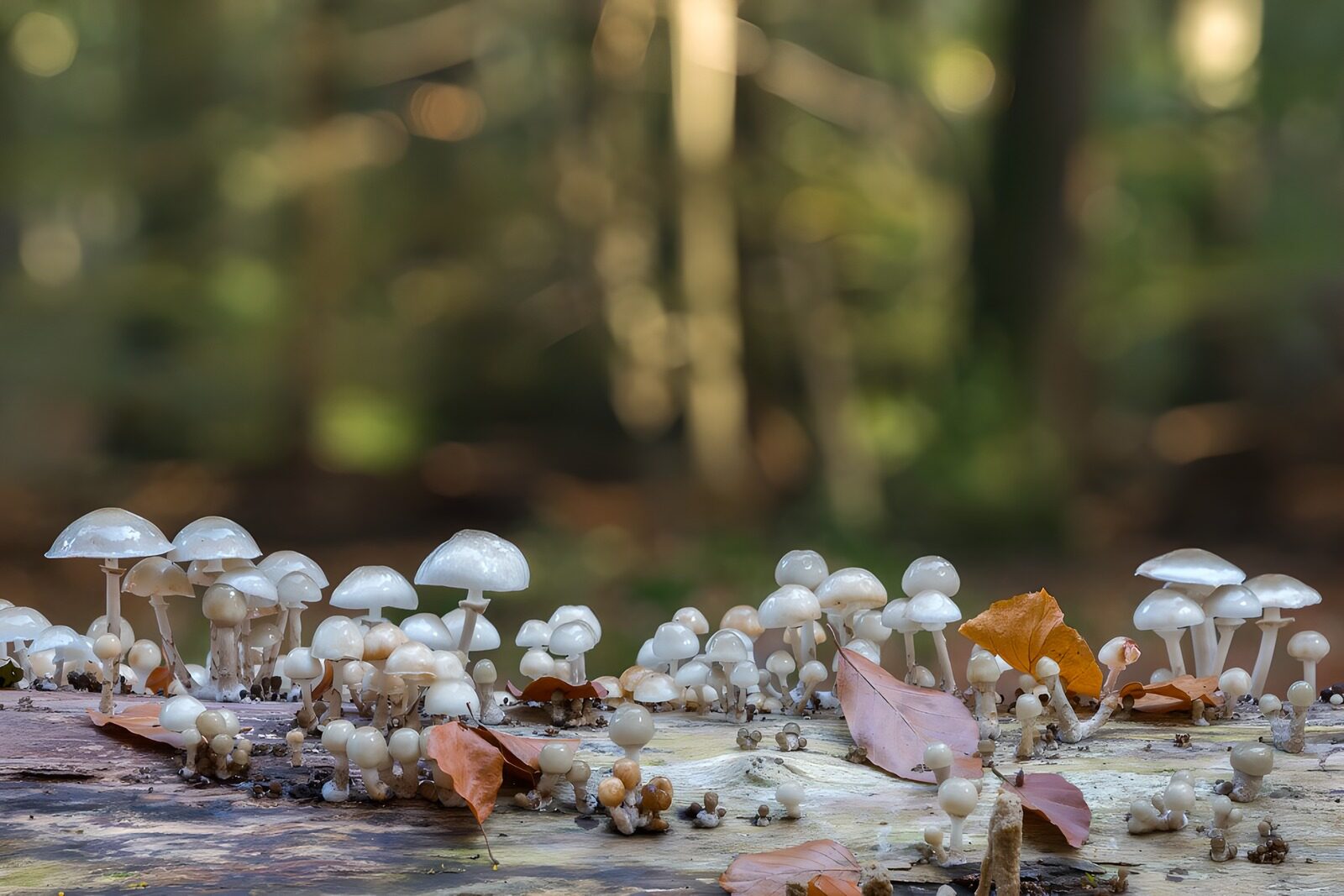 CW7602645: Magische paddenstoelen op een boomstam