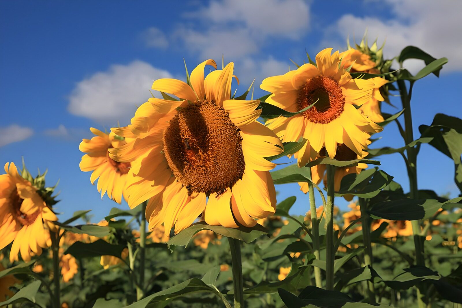 CW4642500: Zonnige Zonnebloemen in Bloei