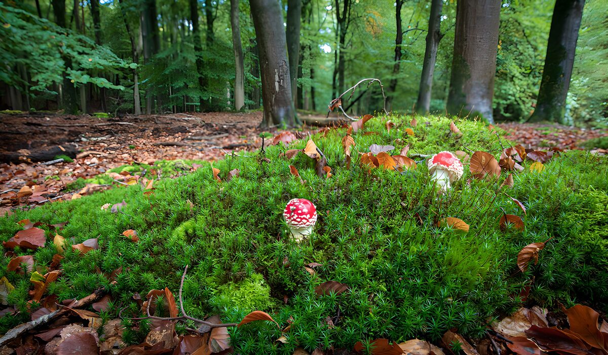Kleurige paddenstoelen in het bos