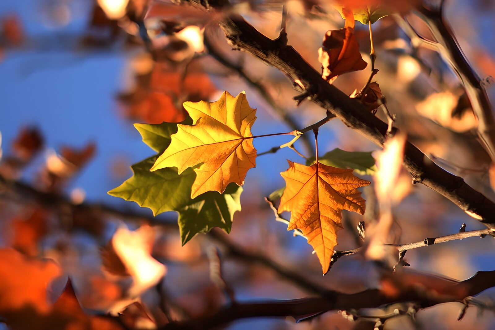 CW7404961: Kleurrijke bladeren in de herfst
