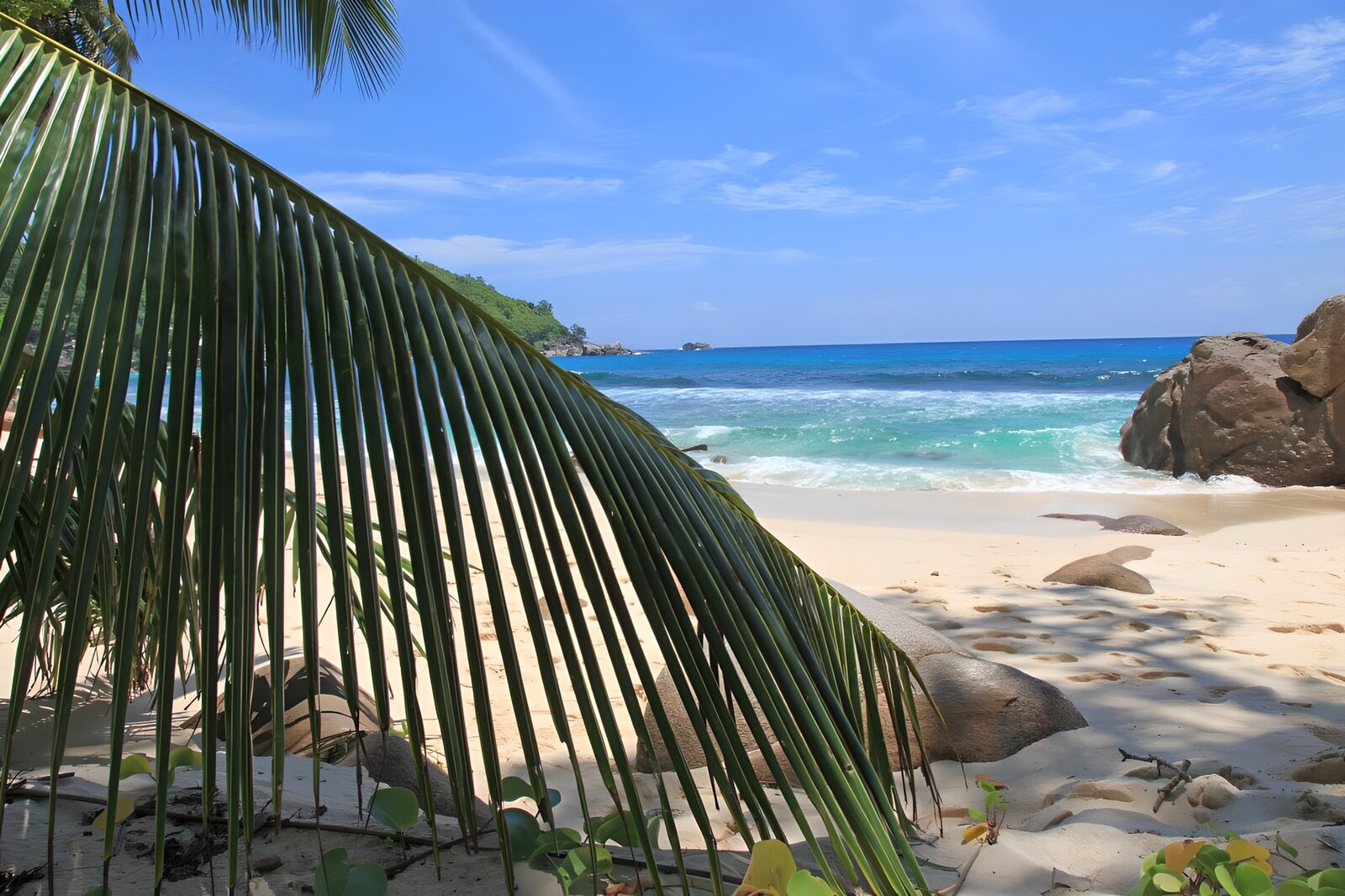 CW1434235: Tropisch Strand met Palmbomen