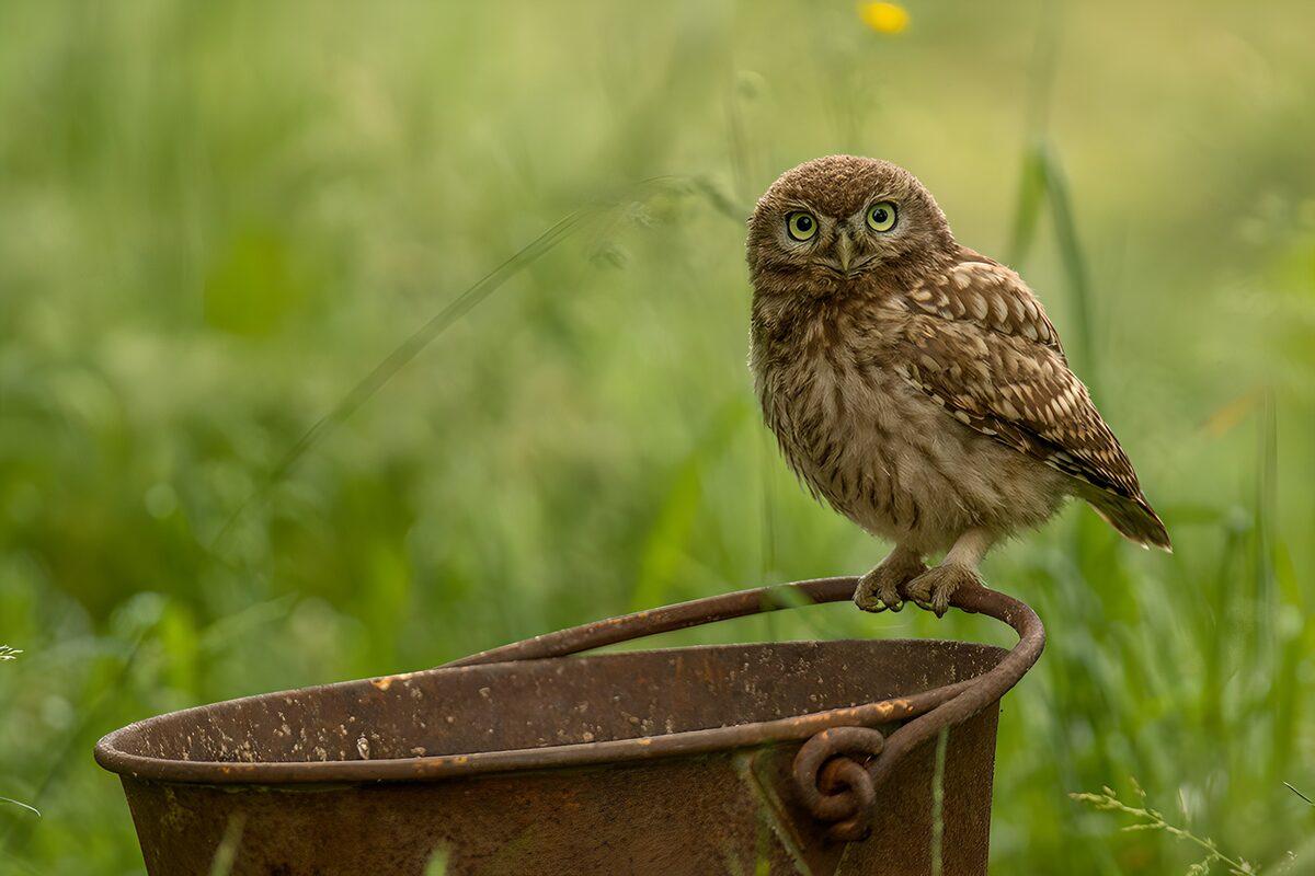 Kijkende uil op een oude emmer