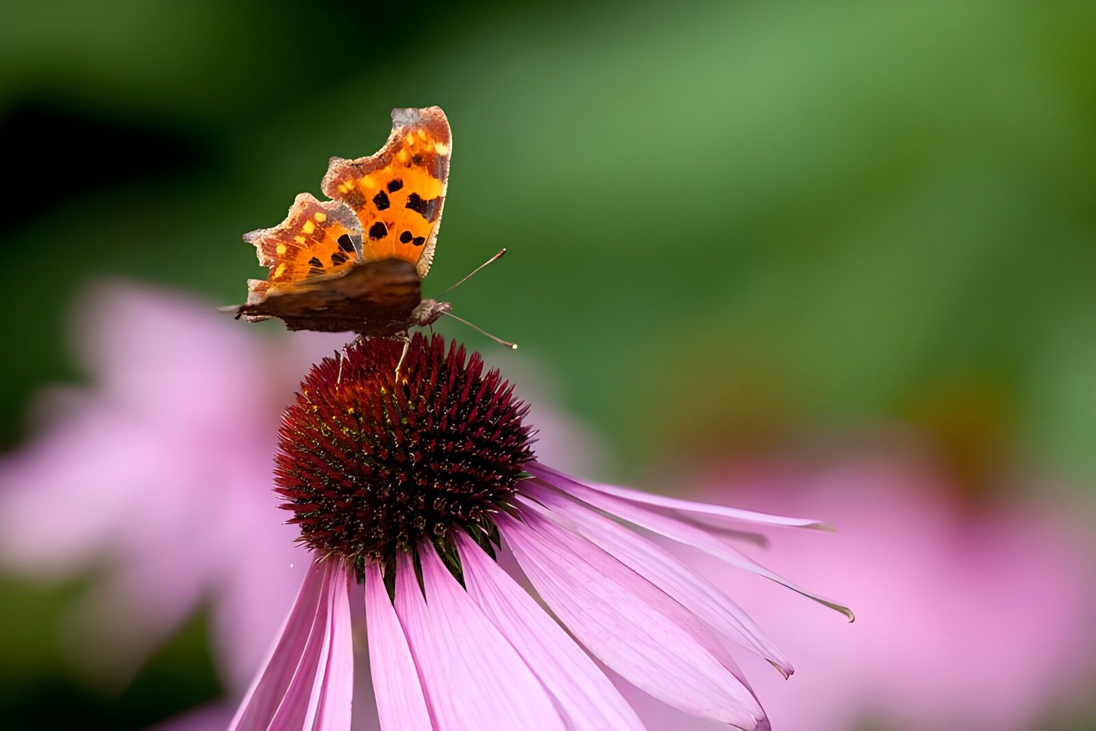 CW6304417: Vlinder op een paarse bloem
