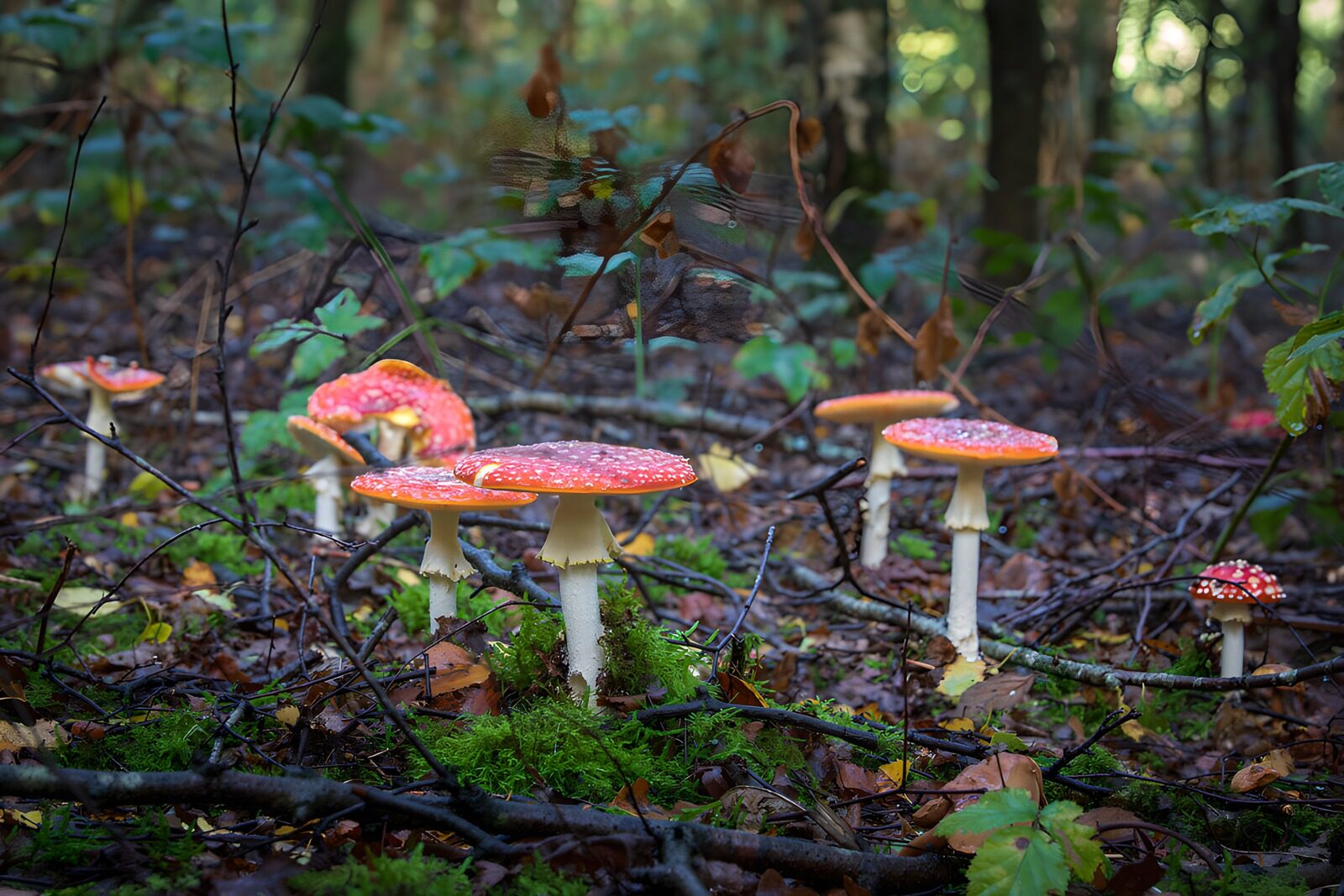 CW4823647: Prachtige Amanieten in het Bos