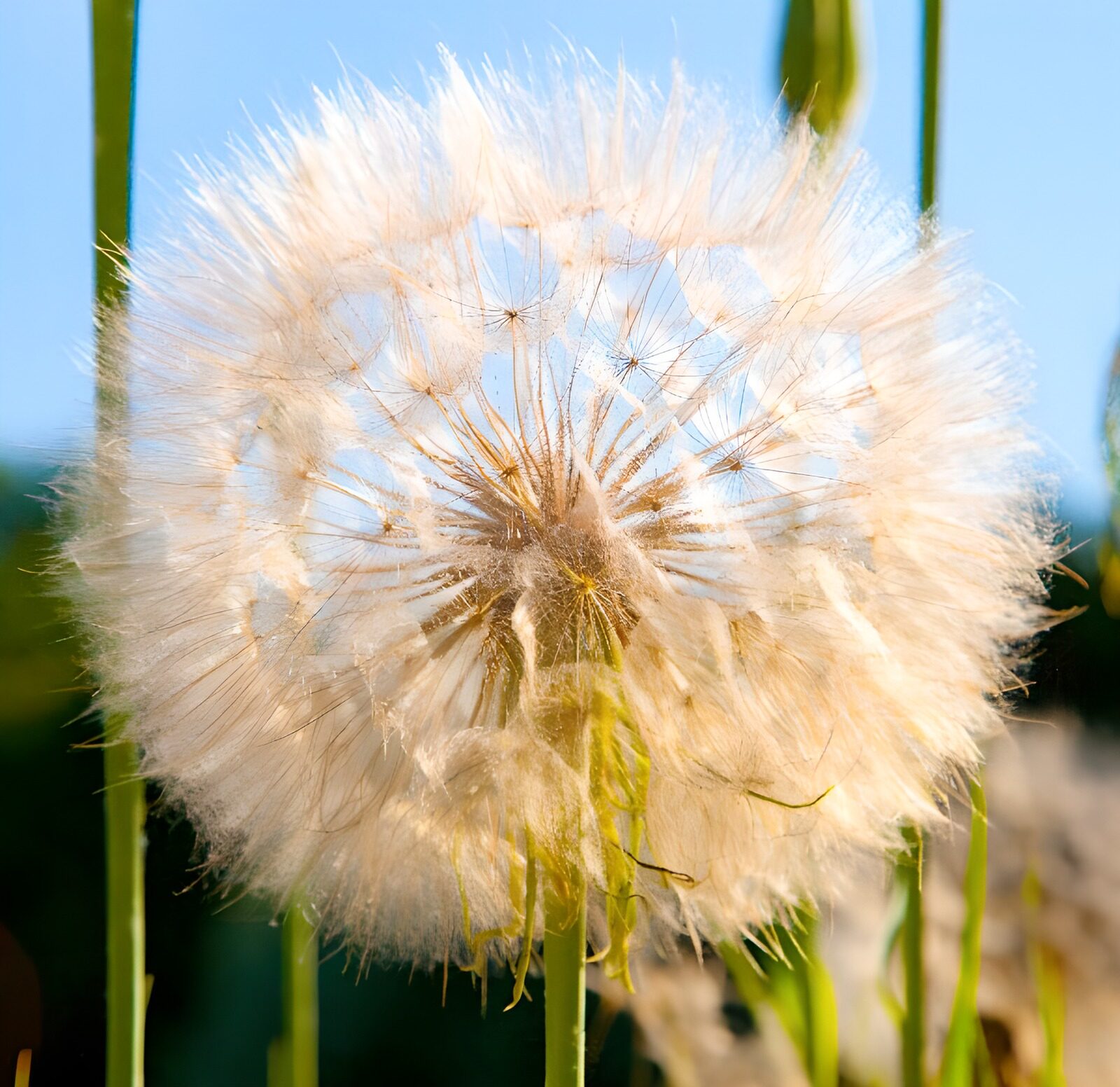 CW5834144: Prachtige paardenbloem in de zon