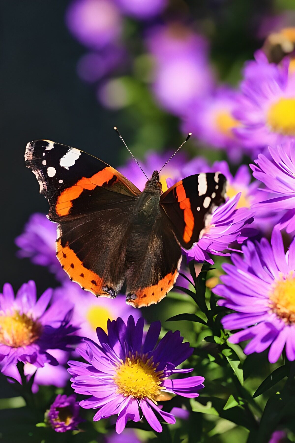 CW8623021: Vlinder op paarse bloemen