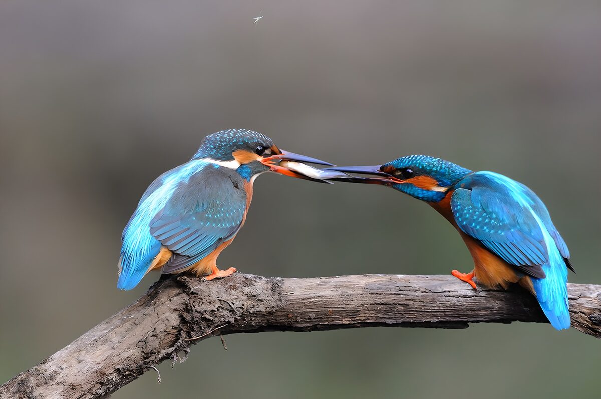 Twee ijsvogels delen hun vangst