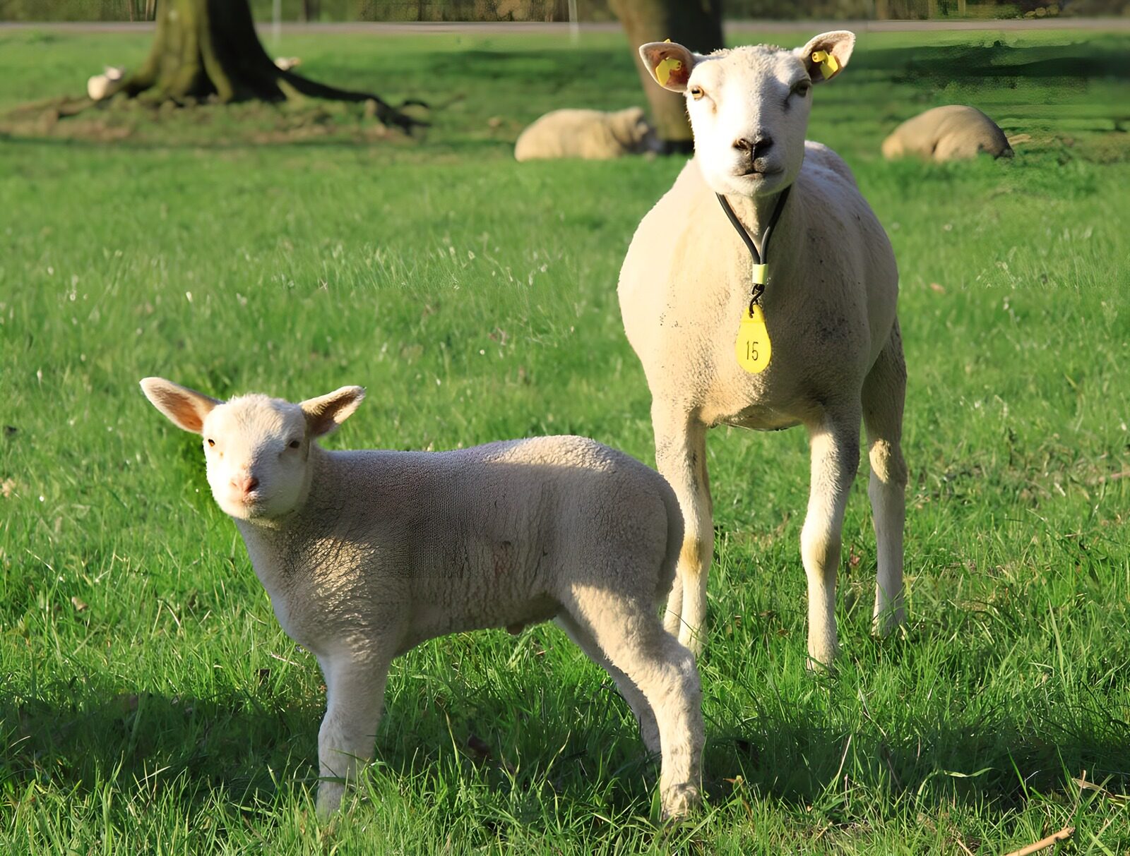 CW3896687: Lammetje en moeder in de weide