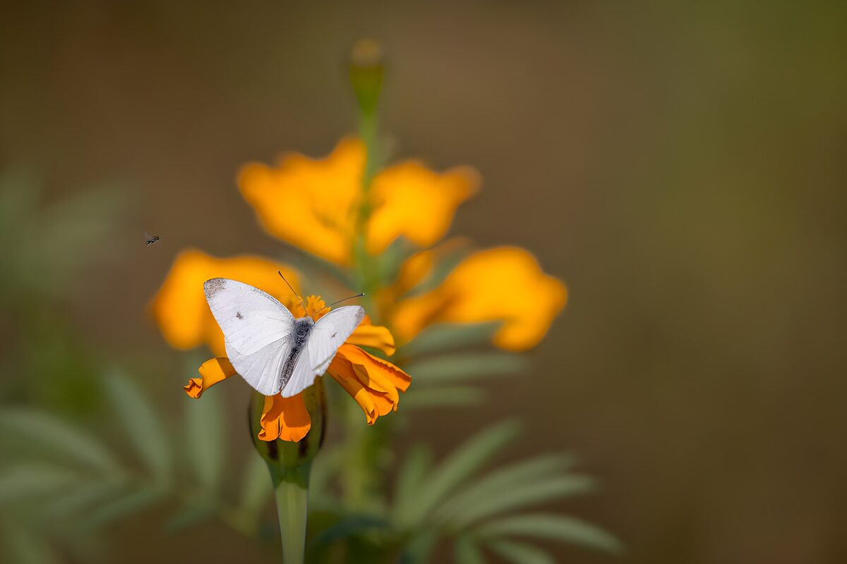 Witte vlinder op een gele bloem