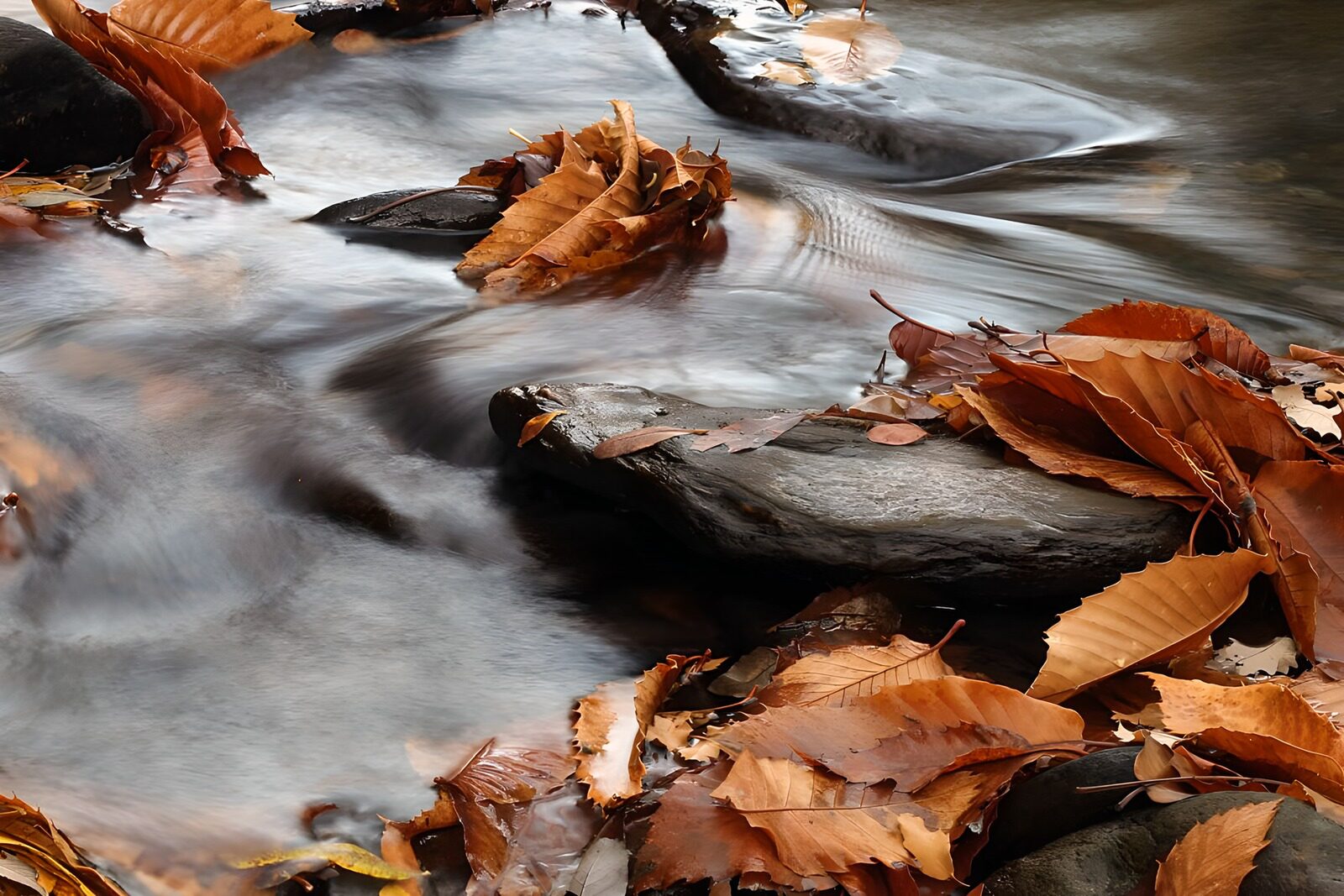 CW4653564: Stroom met herfstbladeren