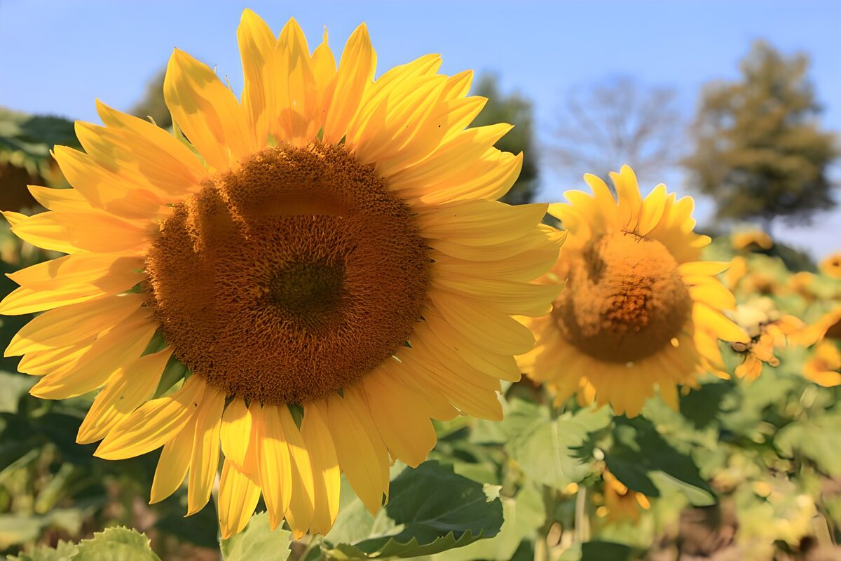 Stralende Zonnebloemen in de Zomer