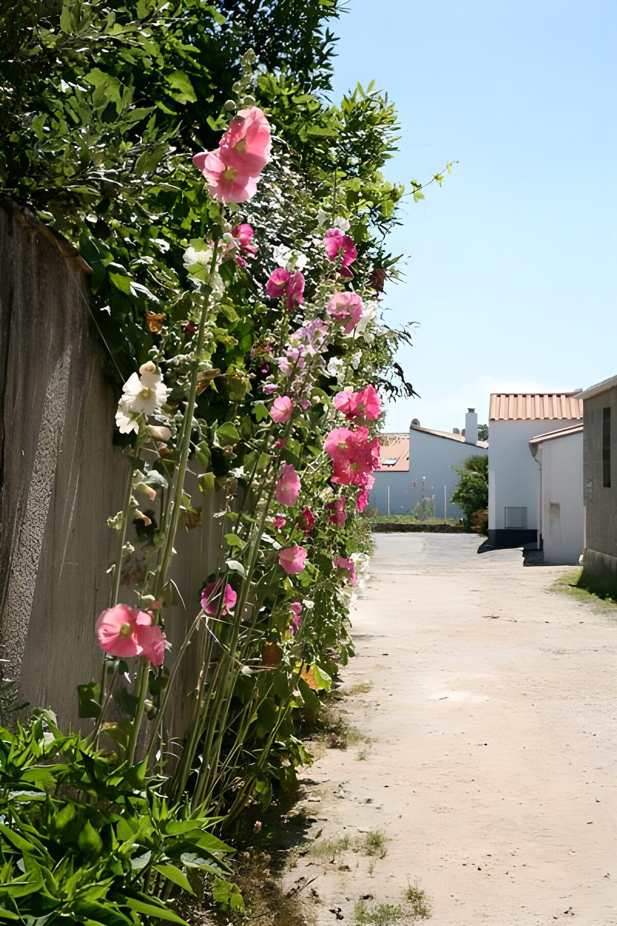 CW7336559: Kleurrijke bloemen langs een zonnige straat