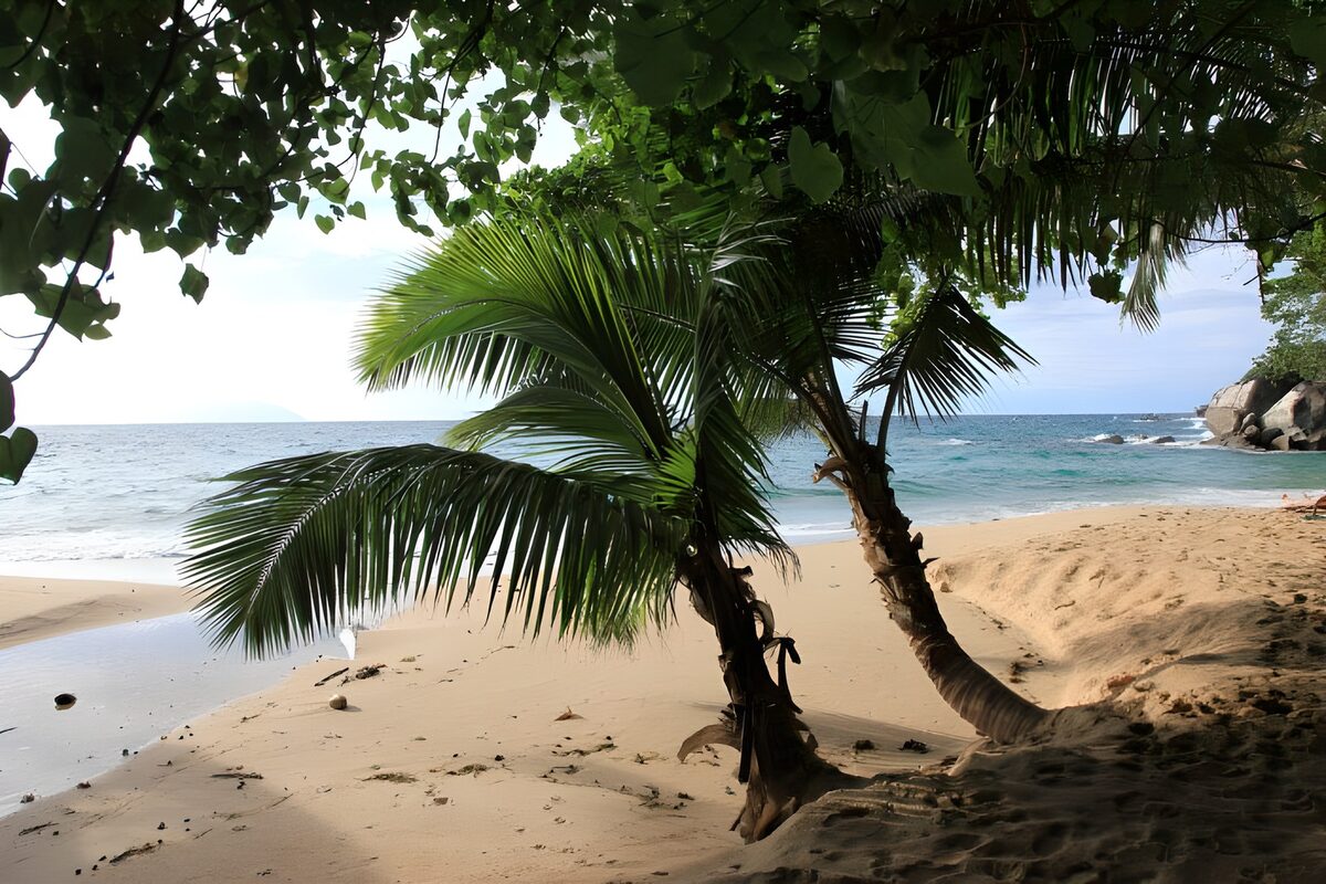 CW4150182: Tropisch Strand met Palmbomen