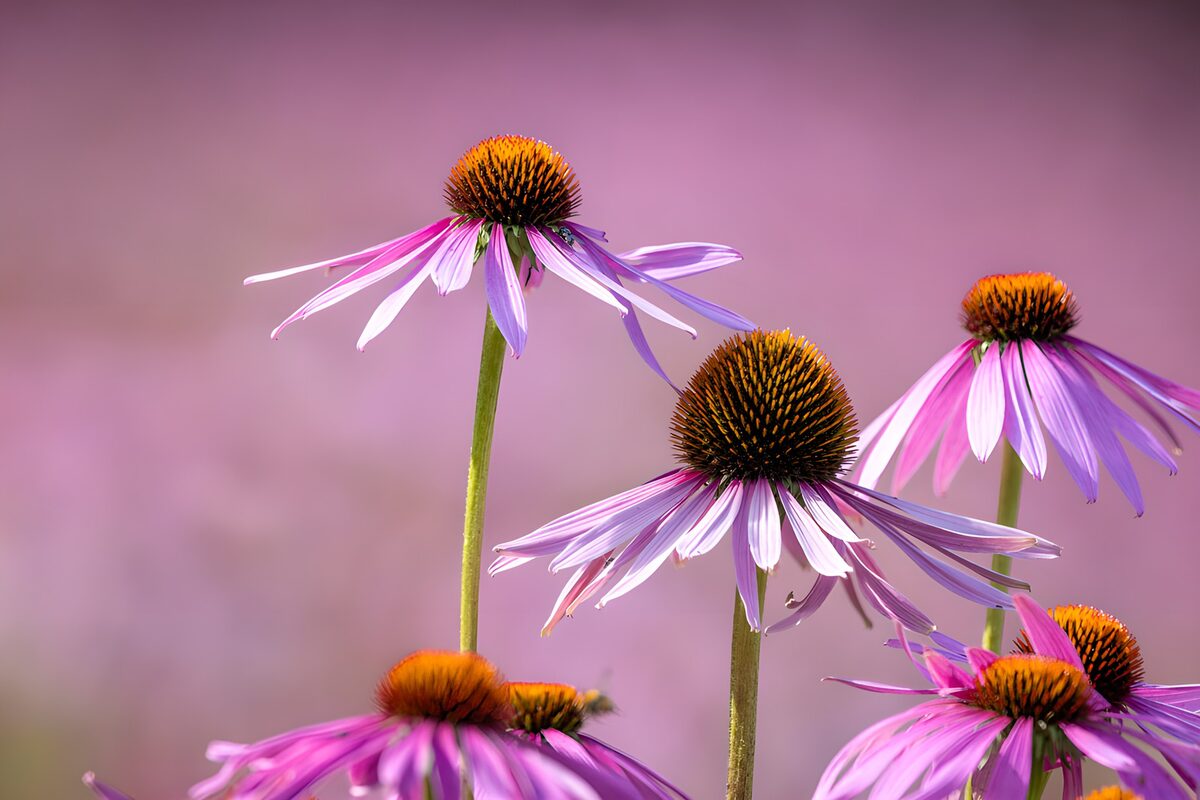 Prachtige paarse bloemen in bloei