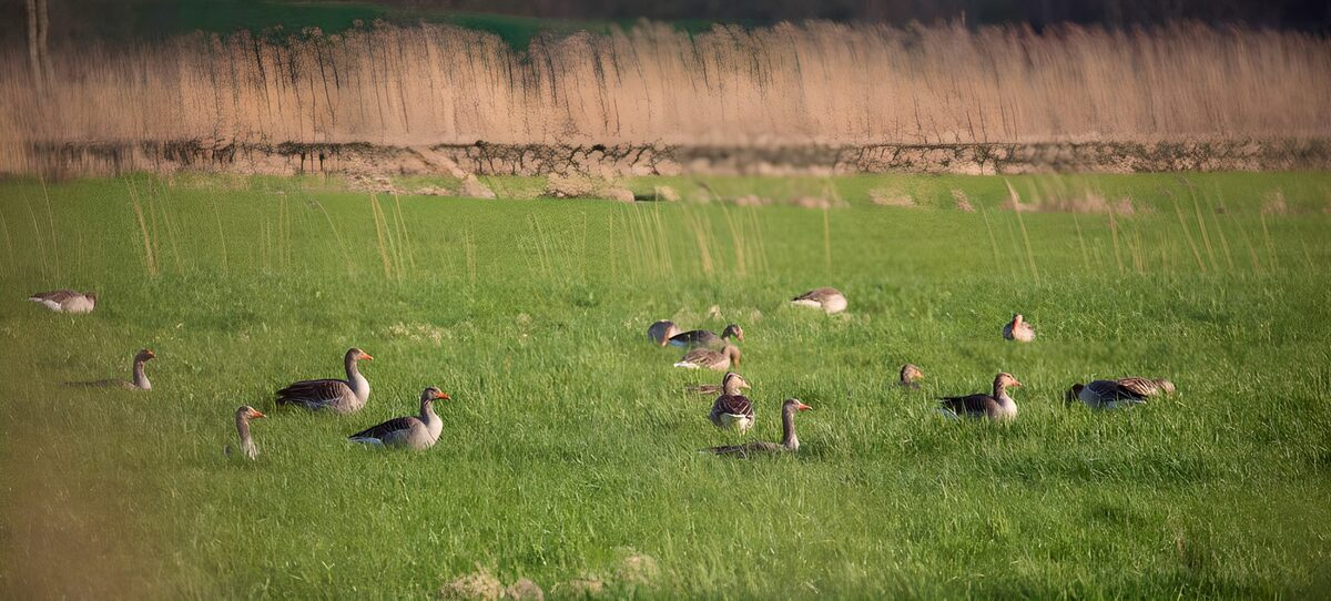 CW3702724: Groep ganzen in groen veld