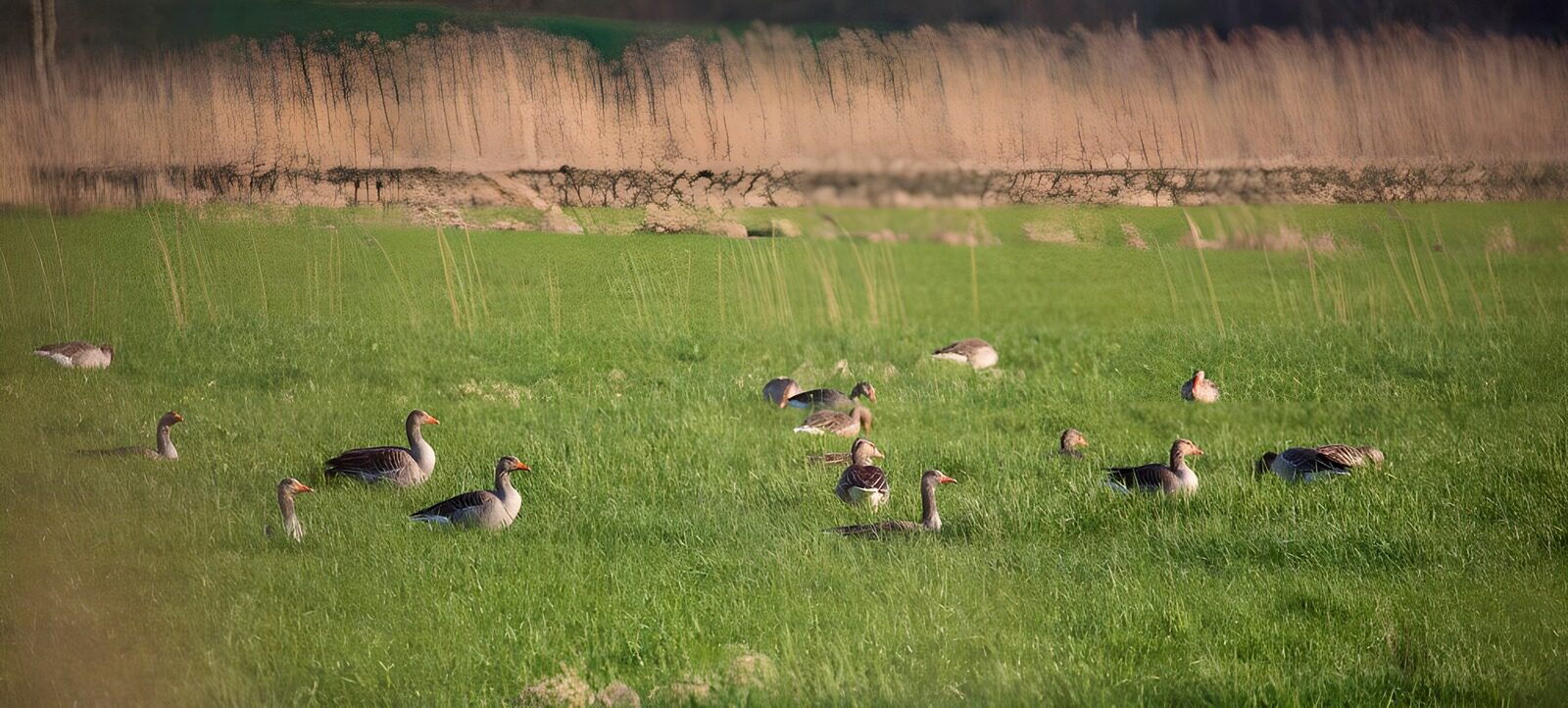 CW3702724: Groep ganzen in groen veld