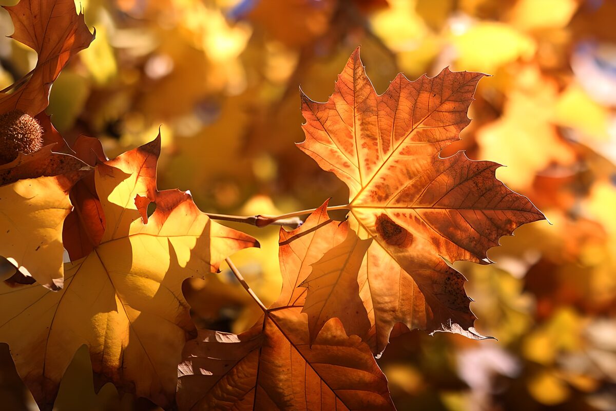 De Pracht van Herfstbladeren