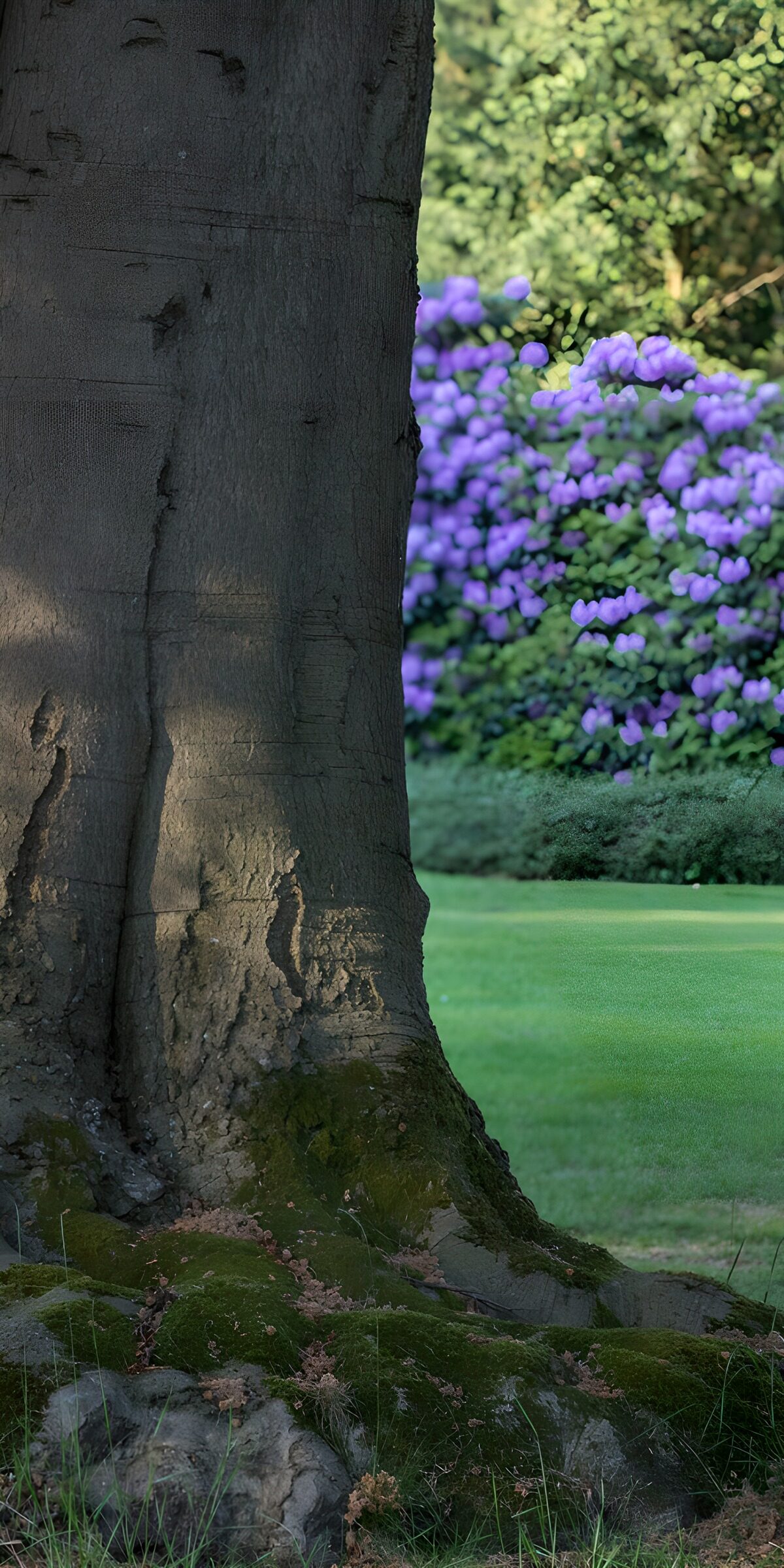 CW3057079: Mooie boom met paarse bloemen op de achtergrond