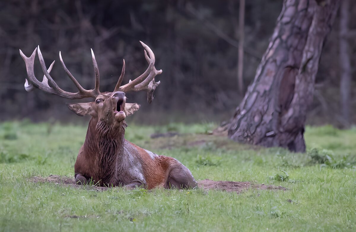 Majestueuze hert in de natuur