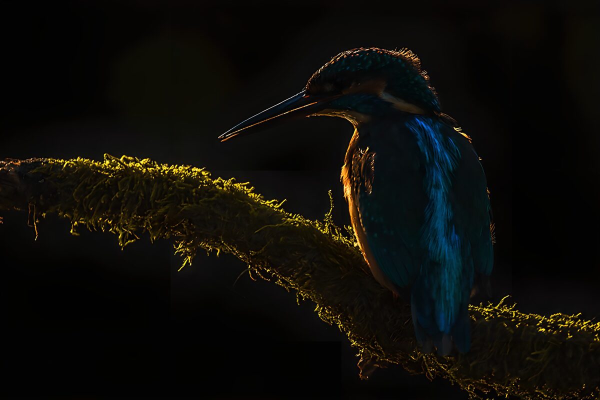 CW5391186: IJsvogel in silhouet