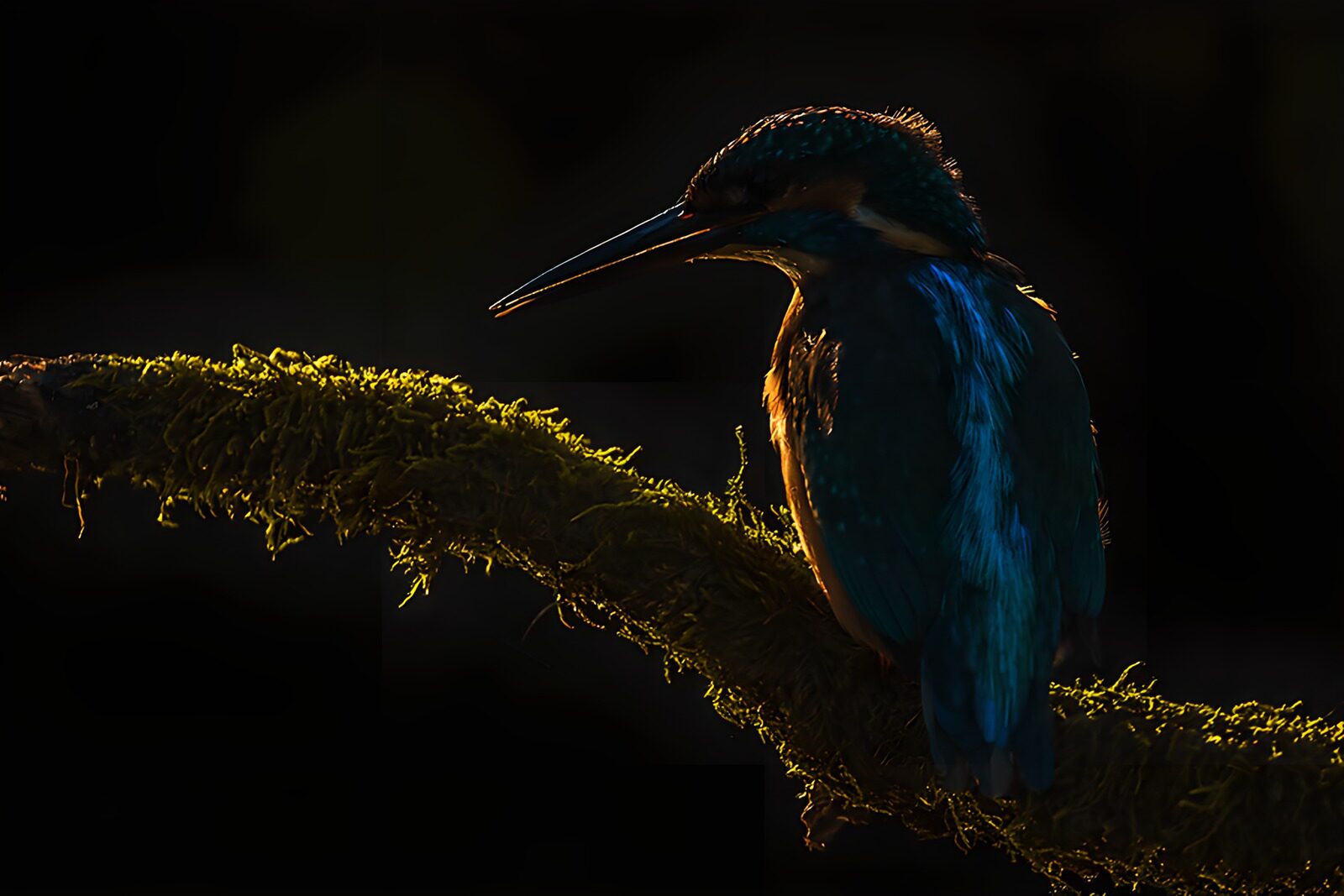 CW5391186: IJsvogel in silhouet