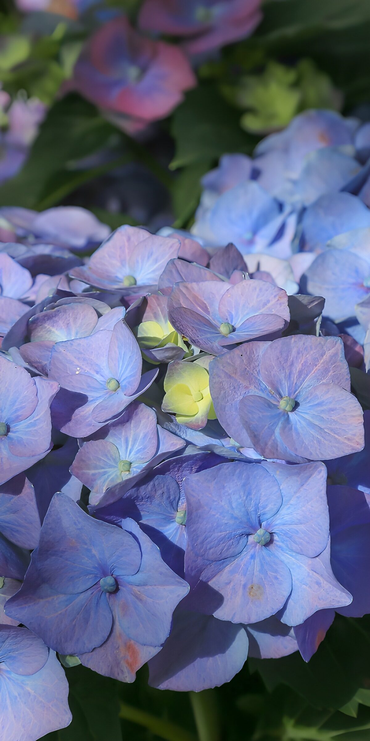 CW8564085: Prachtige blauwe hortensia's in bloei