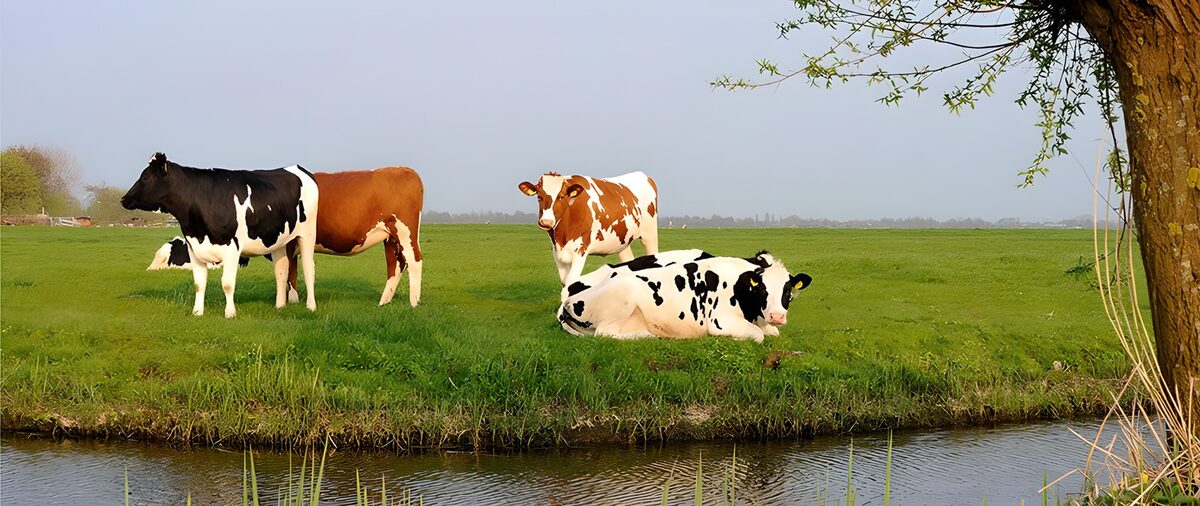 Vrolijke koeien in een groene weide