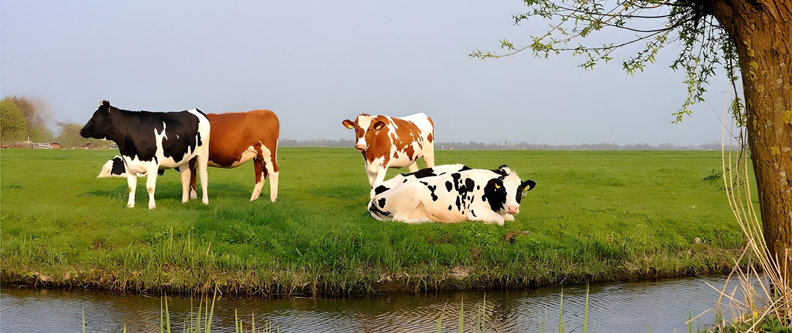 CW1479407: Vrolijke koeien in een groene weide