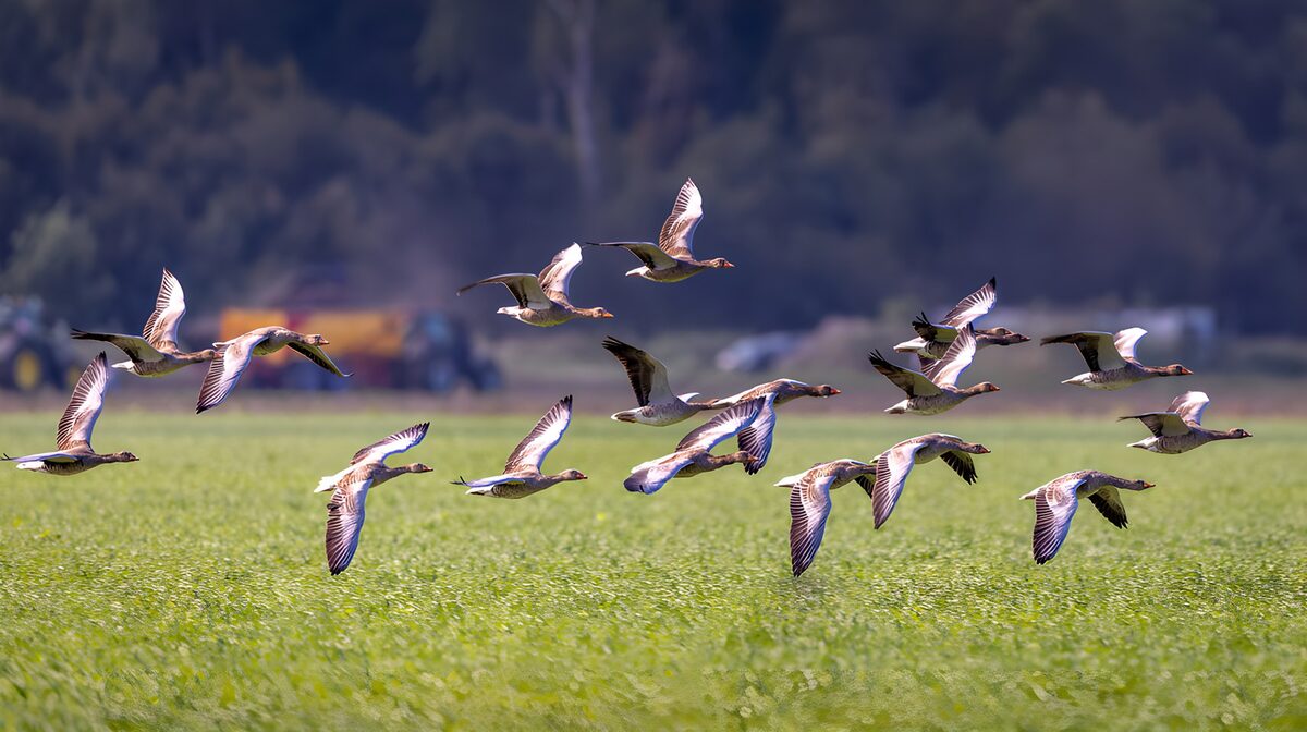 Vliegende ganzen boven het groene veld