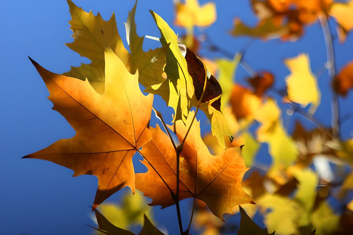Kleurrijke herfstbladeren tegen de lucht