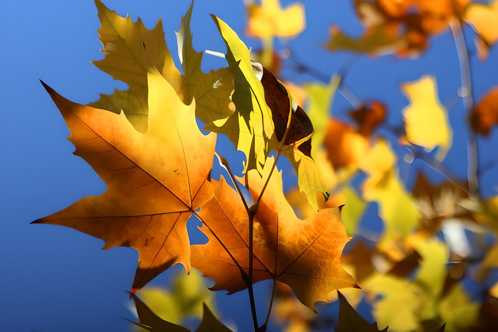 CW6385806: Kleurrijke herfstbladeren tegen de lucht