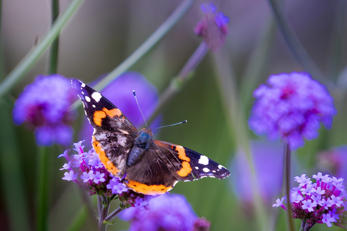 Vlinder op paarse bloemen