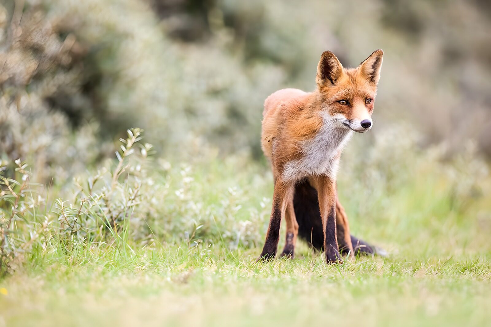 CW2986398: Slimme vos in het gras