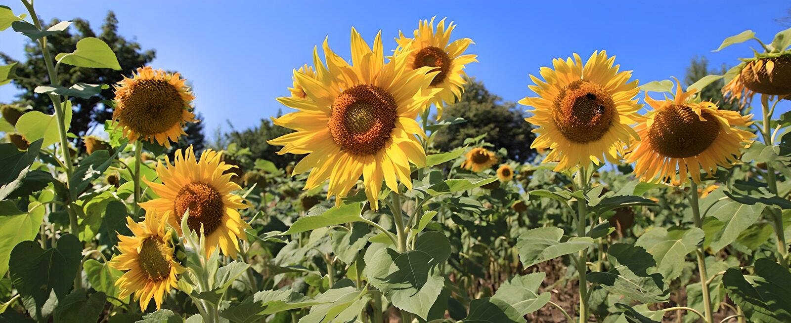 CW6903473: Zonnebloemen in de zon