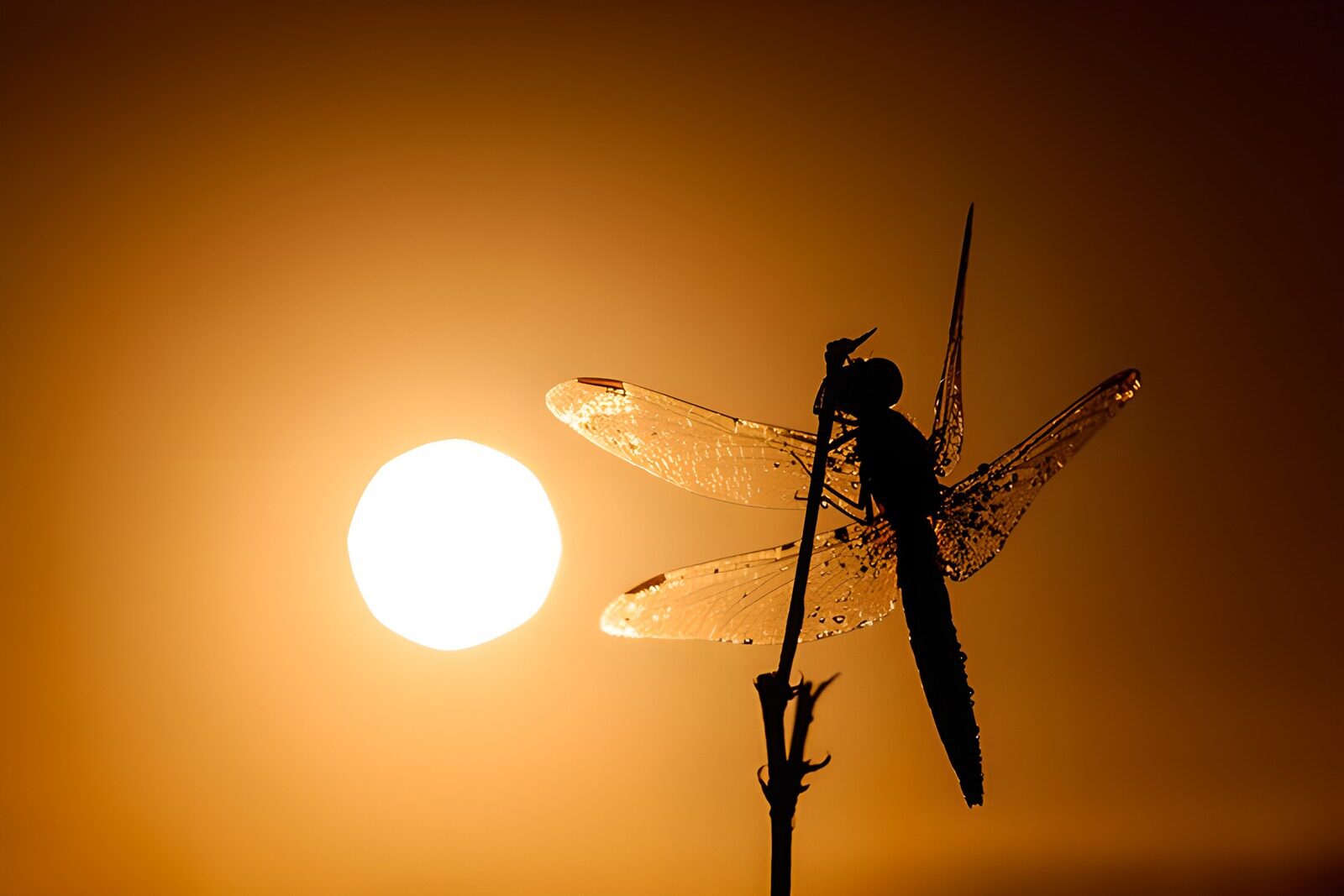 CW2033323: Libelle tegen de ondergang van de zon