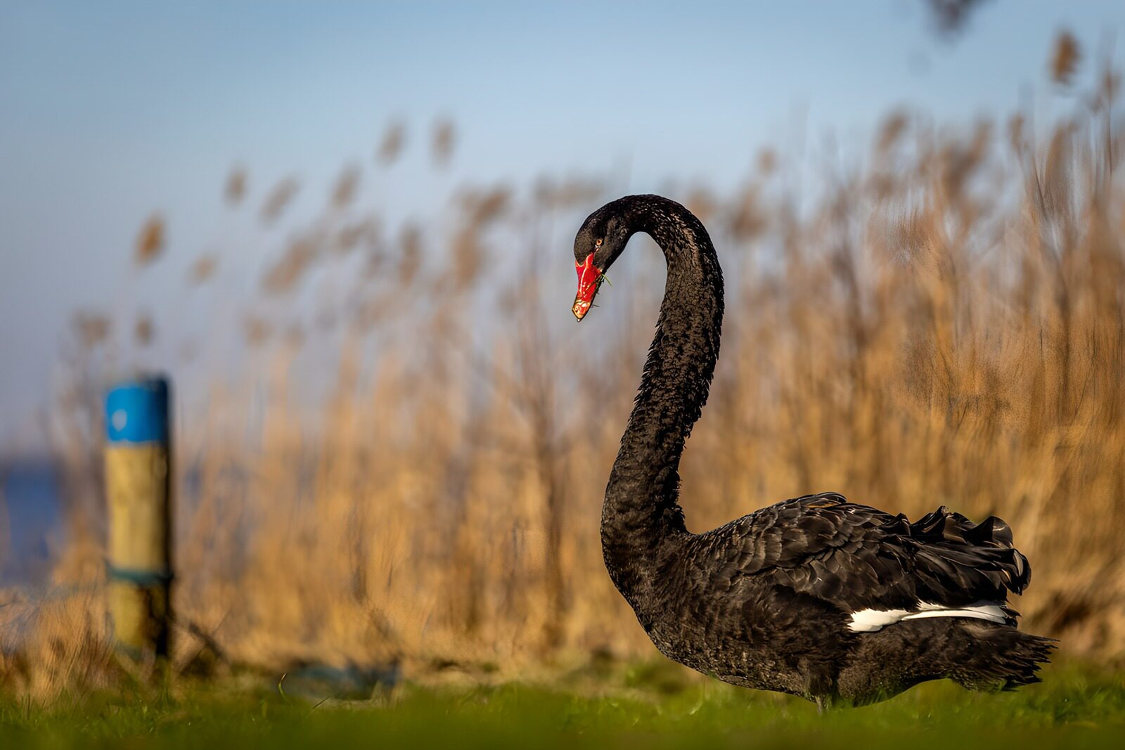 CW2161035: Zwarte zwaan in een natuurlijk landschap