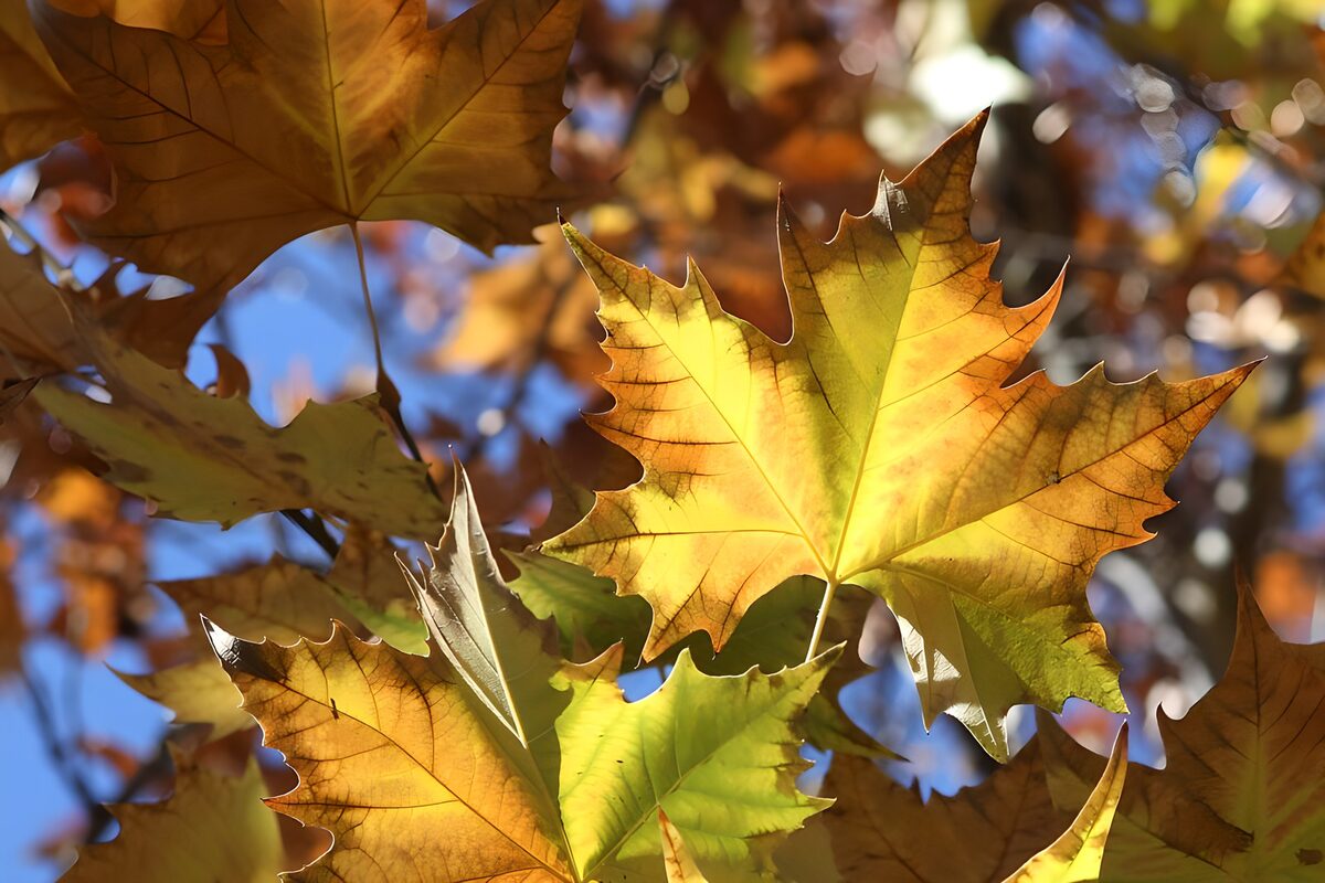 Prachtige herfstbladeren onder de blauwe lucht